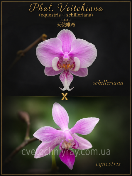 Орхідея Phal. Veitchiana (equestris &times; schilleriana) (Вейчіана) &mdash; підліток 2,5" ЧЕРВЕНЬ В58 фото