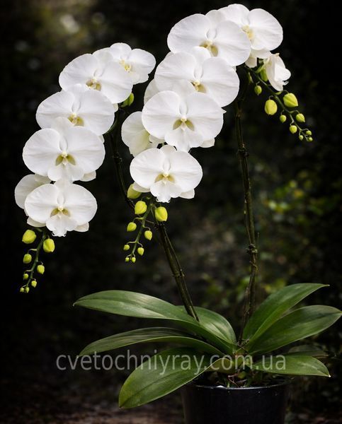 Орхідея Phal. Miki White Swan '00' &mdash; підліток 2,5" (фаленопсис Мікі Вайт Свон) БЕРЕЗЕНЬ В32 фото