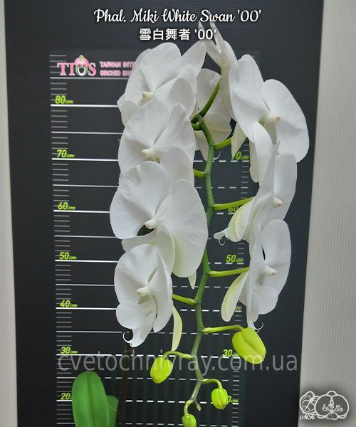 Орхідея Phal. Miki White Swan '00' &mdash; підліток 2,5" (фаленопсис Мікі Вайт Свон) БЕРЕЗЕНЬ В32 фото