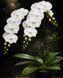 Орхідея Phal. Miki White Swan '00' &mdash; підліток 2,5" (фаленопсис Мікі Вайт Свон) БЕРЕЗЕНЬ В32 фото 4