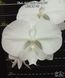 Орхідея Phal. Miki White Swan '00' &mdash; підліток 2,5" (фаленопсис Мікі Вайт Свон) БЕРЕЗЕНЬ В32 фото 1