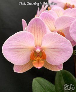 Орхідея Phal. Charming Marshmallow &mdash; підліток 2,5" квіти 9 см (фаленопсис Чармінг Маршмеллоу) БЕРЕЗЕНЬ В6 фото