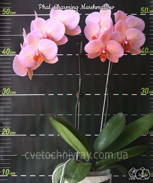 Орхідея Phal. Charming Marshmallow &mdash; підліток 2,5" квіти 9 см (фаленопсис Чармінг Маршмеллоу) БЕРЕЗЕНЬ В6 фото