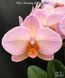 Орхідея Phal. Charming Marshmallow &mdash; підліток 2,5" квіти 9 см (фаленопсис Чармінг Маршмеллоу) БЕРЕЗЕНЬ В6 фото 1