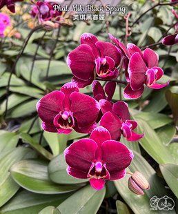 Орхідея Phal. Miki Black Spring (Мікі Блек Спрінг) &mdash; підліток 2,5", квіти 7 см ЧЕРВЕНЬ В11 фото
