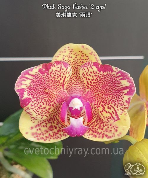 Орхідея Phal. Sogo Viekеr (peloric - 2 eyes) &mdash; підліток 2,5" (фаленопсис Сого Вікер, пелорик)  БЕРЕЗЕНЬ В17 фото