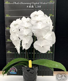Орхідея Phal. Charming Crystal Water '1288' &mdash; підліток 2,5" квіти 9&ndash;10,5 см (фаленопсис Чармінг Крістал Вотер) БЕРЕЗЕНЬ В20 фото
