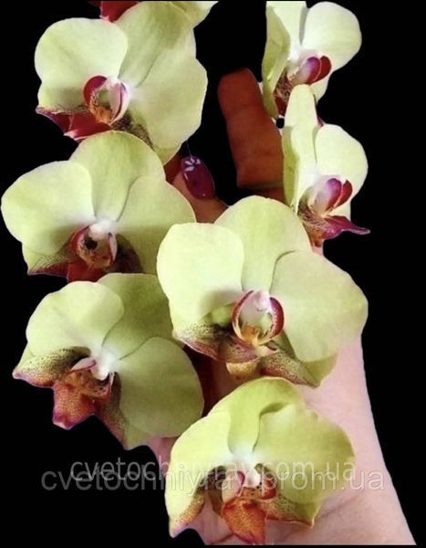 Орхідея Phal. Fortune Saltzman (variation), підліток 2,5", квіти 9&ndash;10,5 см (Фортуна Сальцман) БЕРЕЗЕНЬ В10 фото