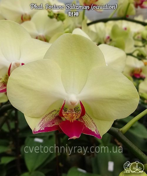 Орхідея Phal. Fortune Saltzman (variation), підліток 2,5", квіти 9&ndash;10,5 см (Фортуна Сальцман) БЕРЕЗЕНЬ В10 фото