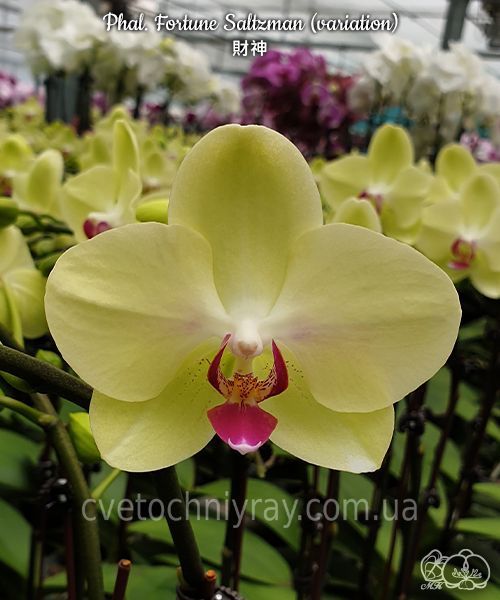 Орхідея Phal. Fortune Saltzman (variation), підліток 2,5", квіти 9&ndash;10,5 см (Фортуна Сальцман) БЕРЕЗЕНЬ В10 фото