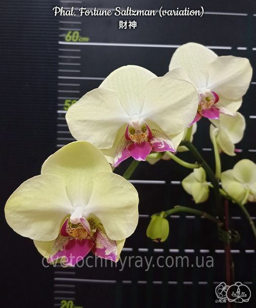 Орхідея Phal. Fortune Saltzman (variation), підліток 2,5", квіти 9&ndash;10,5 см (Фортуна Сальцман) БЕРЕЗЕНЬ В10 фото