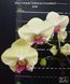 Орхідея Phal. Fortune Saltzman (variation), підліток 2,5", квіти 9&ndash;10,5 см (Фортуна Сальцман) БЕРЕЗЕНЬ В10 фото 5