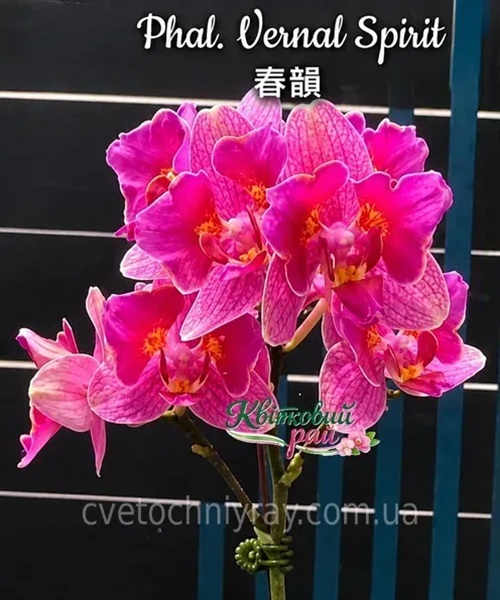 Орхідея Phal. Vernal Spirit (Вернал Спіріт) — підліток 2,8"