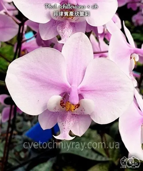 B25 — Орхідея Phal. schilleriana × sib — прибуде в розмірі 3,0" замість заявленого 2,5", але має пошкодження на листках.
