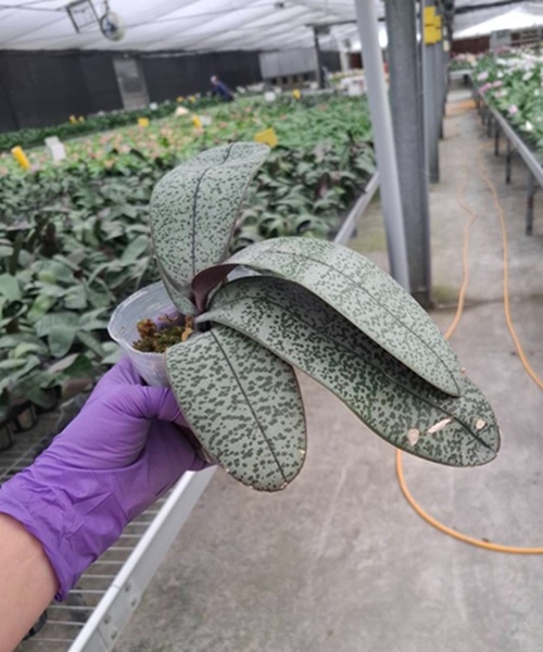 B25 — Орхідея Phal. schilleriana × sib — прибуде в розмірі 3,0" замість заявленого 2,5", але має пошкодження на листках.