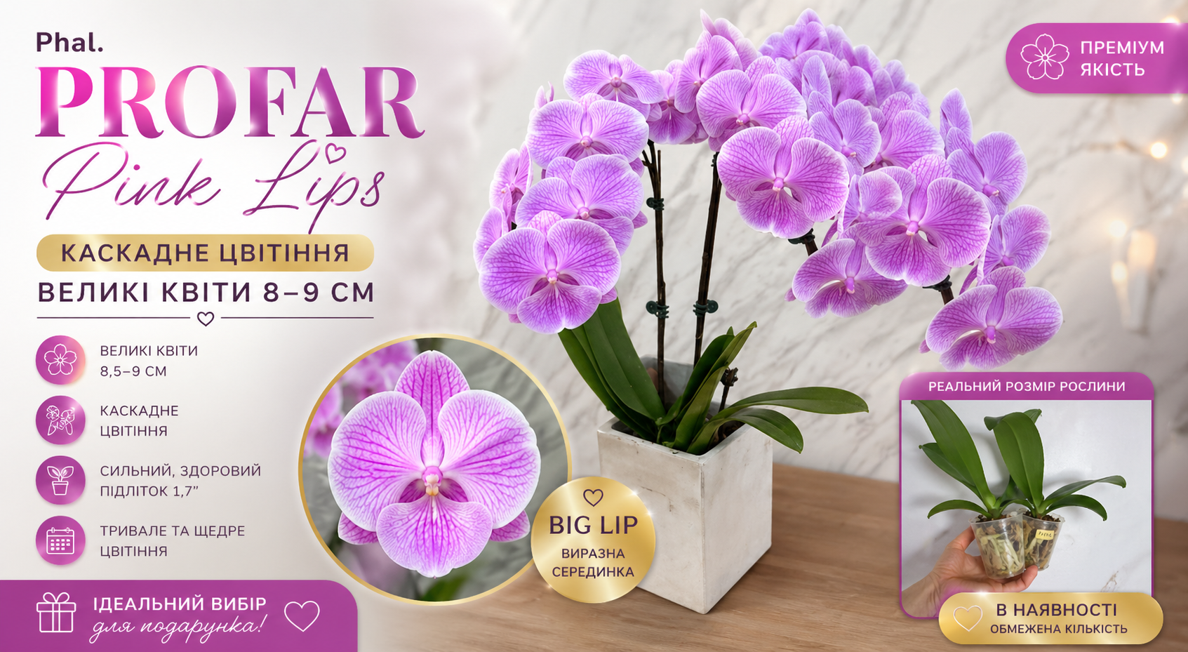 Орхідея Phal. Profar Pink Lips (Профар Пінк Ліпс) підліток 1,7" — ніжно-рожеве цвітіння