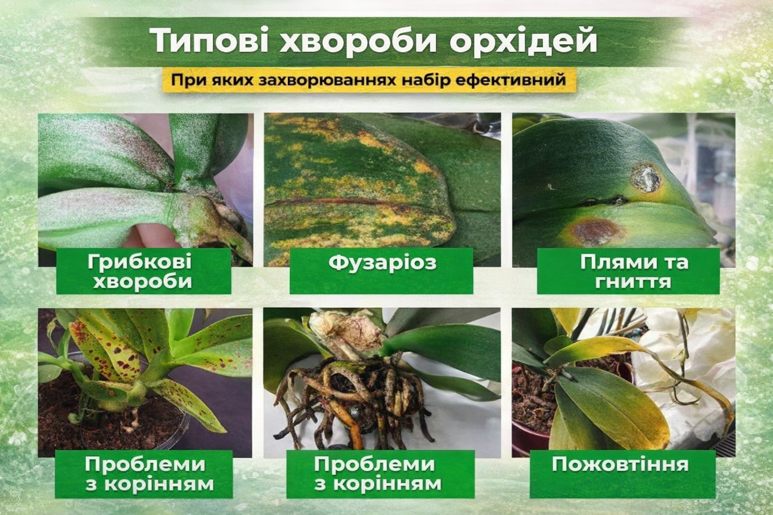 типові хвороби орхідей чим лікути