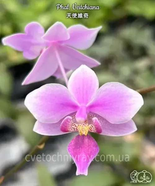 Орхідея Phal. Veitchiana (В58)